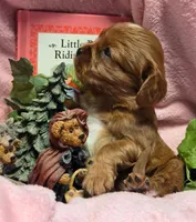 Little Red Riding Hood akc, a female Cavalier King Charles Spaniel for sale in Lancaster, OH – 7 of 10