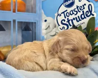 Blueberry Struedel hypoallergenic , a female Cockapoo and Bichpoo for sale in Lancaster, OH – 8 of 8