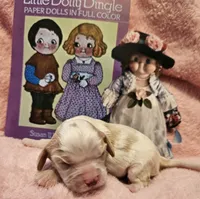 Dolly Dingle , a female Cavalier King Charles Spaniel and Cavachon for sale in Lancaster, OH – Photo 10 of 10