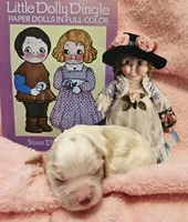 Dolly Dingle , a female Cavalier King Charles Spaniel and Cavachon for sale in Lancaster, OH – Photo 2 of 10