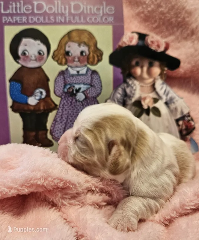 Dolly Dingle , a female Cavalier King Charles Spaniel and Cavachon for sale in Lancaster, OH – Photo 1 of 10