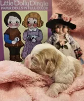 Dolly Dingle , a female Cavalier King Charles Spaniel and Cavachon for sale in Lancaster, OH – Photo 1 of 10