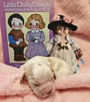 Dolly Dingle , a female Cavalier King Charles Spaniel and Cavachon for sale in Lancaster, OH – Photo 8 of 10