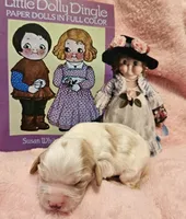 Dolly Dingle , a female Cavalier King Charles Spaniel and Cavachon for sale in Lancaster, OH – Photo 6 of 10