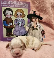 Dolly Dingle , a female Cavalier King Charles Spaniel and Cavachon for sale in Lancaster, OH – Photo 9 of 10