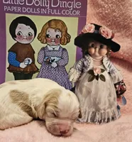 Dolly Dingle , a female Cavalier King Charles Spaniel and Cavachon for sale in Lancaster, OH – Photo 4 of 10