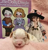 Dolly Dingle , a female Cavalier King Charles Spaniel and Cavachon for sale in Lancaster, OH – Photo 5 of 10