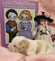 Dolly Dingle , a female Cavalier King Charles Spaniel and Cavachon for sale in Lancaster, OH – Photo 3 of 10