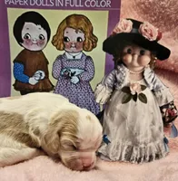 Dolly Dingle , a female Cavalier King Charles Spaniel and Cavachon for sale in Lancaster, OH – Photo 7 of 10