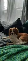 Ky, a male Cavalier King Charles Spaniel and Cavachon for sale in Lancaster, OH – 4 of 6