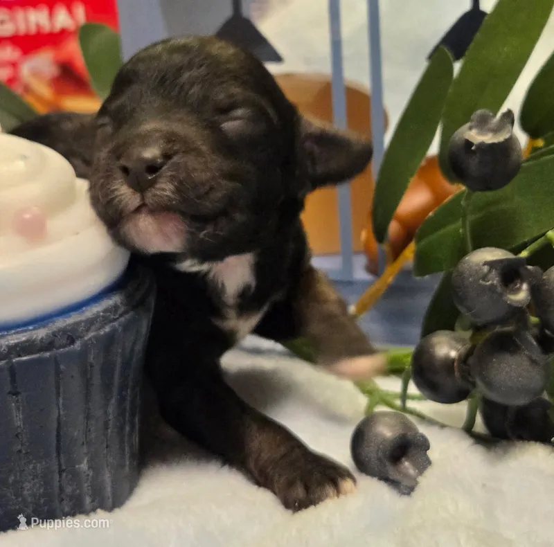 Blueberry Muffin  – Cockapoo, Bichpoo puppy for sale in Lancaster, OH