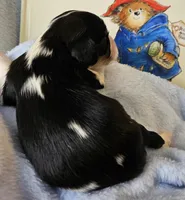 Paddington Bear akc , a male Cavalier King Charles Spaniel for sale in Lancaster, OH – 9 of 10