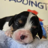 Paddington Bear akc , a male Cavalier King Charles Spaniel for sale in Lancaster, OH – 7 of 10