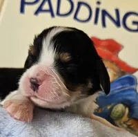Paddington Bear akc , a male Cavalier King Charles Spaniel for sale in Lancaster, OH – 1 of 10