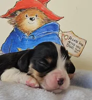 Paddington Bear akc , a male Cavalier King Charles Spaniel for sale in Lancaster, OH – 4 of 10