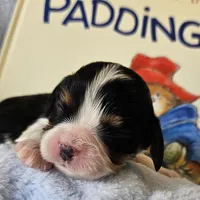 Paddington Bear akc , a male Cavalier King Charles Spaniel for sale in Lancaster, OH – 5 of 10