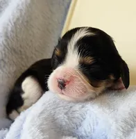Paddington Bear akc , a male Cavalier King Charles Spaniel for sale in Lancaster, OH – 3 of 10