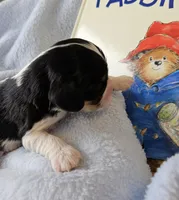 Paddington Bear akc , a male Cavalier King Charles Spaniel for sale in Lancaster, OH – 10 of 10