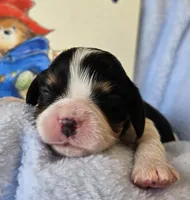 Paddington Bear akc , a male Cavalier King Charles Spaniel for sale in Lancaster, OH – 6 of 10