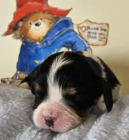 Paddington Bear akc , a male Cavalier King Charles Spaniel for sale in Lancaster, OH – 2 of 10