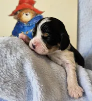 Paddington Bear akc , a male Cavalier King Charles Spaniel for sale in Lancaster, OH – 8 of 10