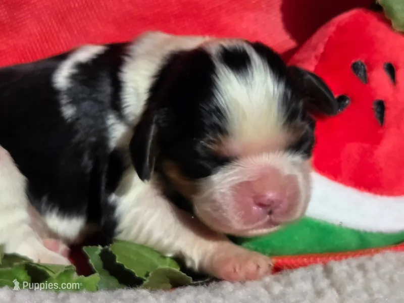 Merry Melon  – Cavalier King Charles Spaniel puppy for sale in Lancaster, OH