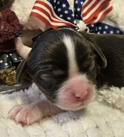 Independence , a female Cavalier King Charles Spaniel for sale in Lancaster, OH – 3 of 10