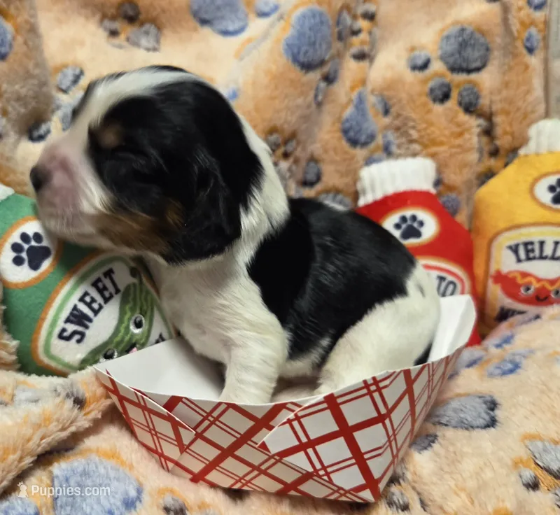 FrankFURter – Cavalier King Charles Spaniel, Miniature Dachshund puppy for sale in Lancaster, OH