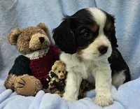 Boyds Bear akc , a male Cavalier King Charles Spaniel for sale in Lancaster, OH – 5 of 10