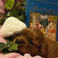 Alice in Wonderland , a female Cavalier King Charles Spaniel for sale in Lancaster, OH – 8 of 10