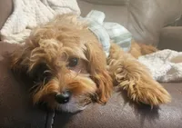 Mia Jewels / House Trained , a female Cavapoo for sale in Lancaster, OH – 4 of 9