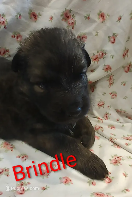 Brindle – German Shepherd Dog puppy for sale in Lancaster, OH