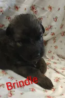 Brindle, a male German Shepherd Dog for sale in Lancaster, OH – 1 of 2