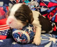 Patriot, a male Cavalier King Charles Spaniel for sale in Lancaster, OH – 3 of 9