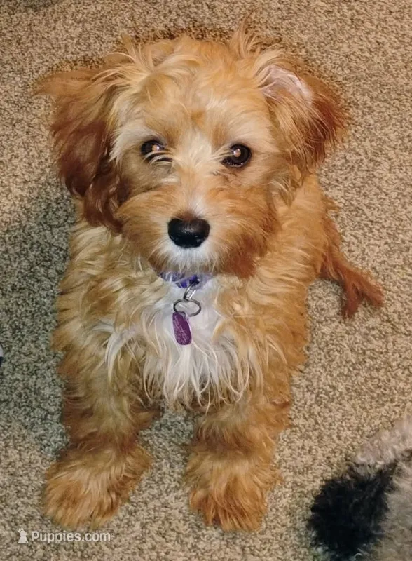 Mia Jewels  – Cavapoo puppy for sale in Lancaster, OH