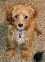 Mia Jewels / House Trained , a female Cavapoo for sale in Lancaster, OH – 9 of 9