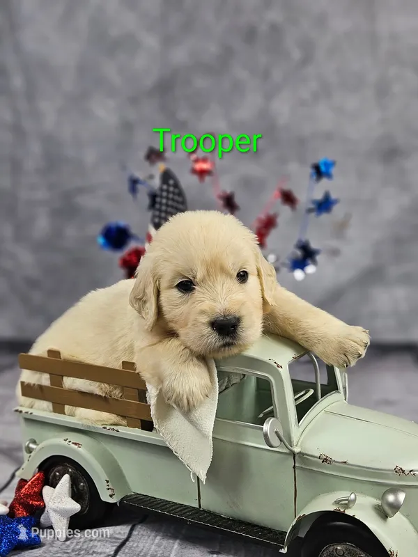 Trooper ACA – Golden Retriever, English Cream Golden Retriever puppy for sale in Lancaster, OH
