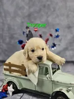 Trooper ACA, a male Golden Retriever and English Cream Golden Retriever for sale in Lancaster, OH – 1 of 3