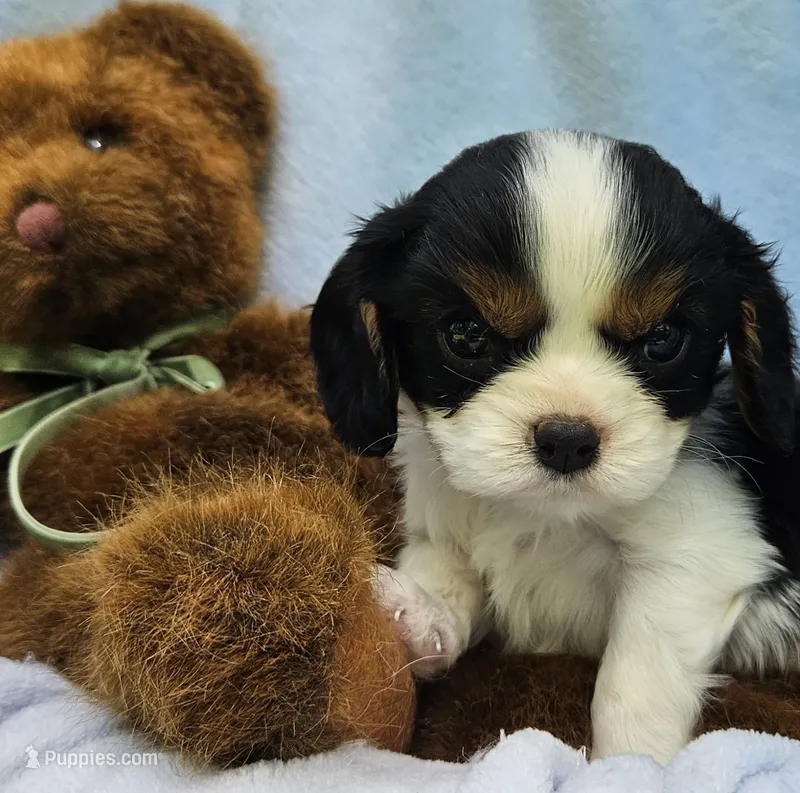 Teddy Bear akc – Cavalier King Charles Spaniel puppy for sale in Lancaster, OH