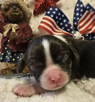 Independence , a female Cavalier King Charles Spaniel for sale in Lancaster, OH – 4 of 10