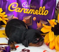 Carmello akc, a female Cavalier King Charles Spaniel for sale in Lancaster, OH – 9 of 10