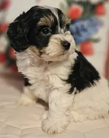 Victoria , a female Poodle - Miniature  and Bichpoo for sale in Lancaster, OH – 4 of 10