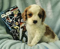 G I Joe, a male Cavalier King Charles Spaniel and Cavachon for sale in Lancaster, OH – 10 of 10