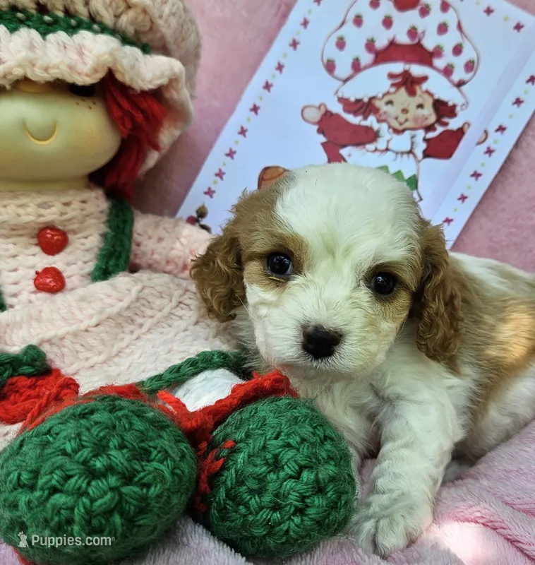 Strawberry Shortcake  – Cavalier King Charles Spaniel, Cavachon puppy on hold in Lancaster, OH