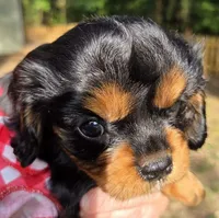 Rosemary , a female Cavalier King Charles Spaniel for sale in Lancaster, OH – 5 of 10