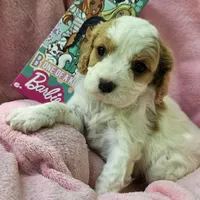 Barbie Doll, a male Cavalier King Charles Spaniel and Cavachon for sale in Lancaster, OH – 6 of 10