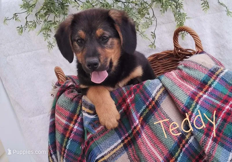 Teddy  – German Shepherd Dog, Australian Labradoodle puppy for sale in Lancaster, OH