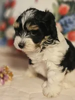 Victoria , a female Poodle - Miniature  and Bichpoo for sale in Lancaster, OH – 10 of 10