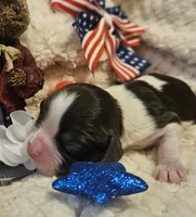 Liberty Bell, a female Cavalier King Charles Spaniel for sale in Lancaster, OH – 6 of 10