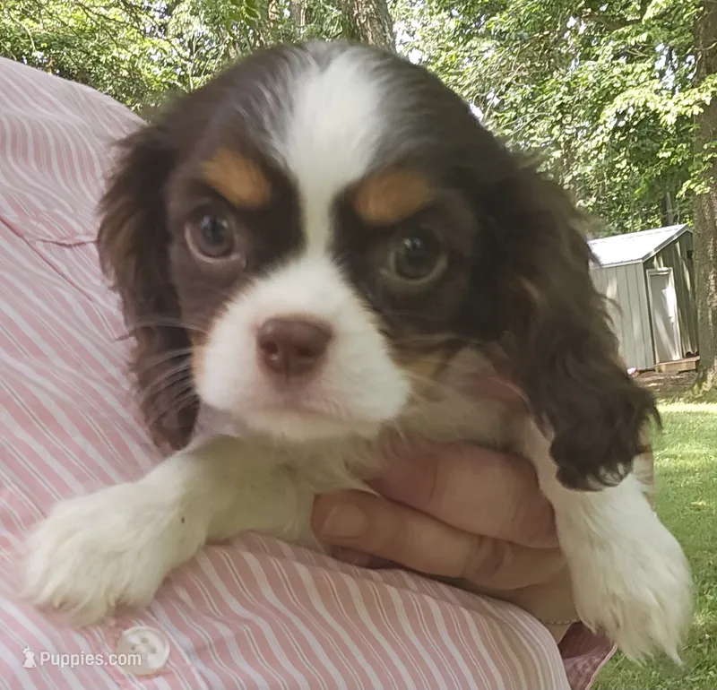 Sparkler  – Cavalier King Charles Spaniel puppy for sale in Lancaster, OH